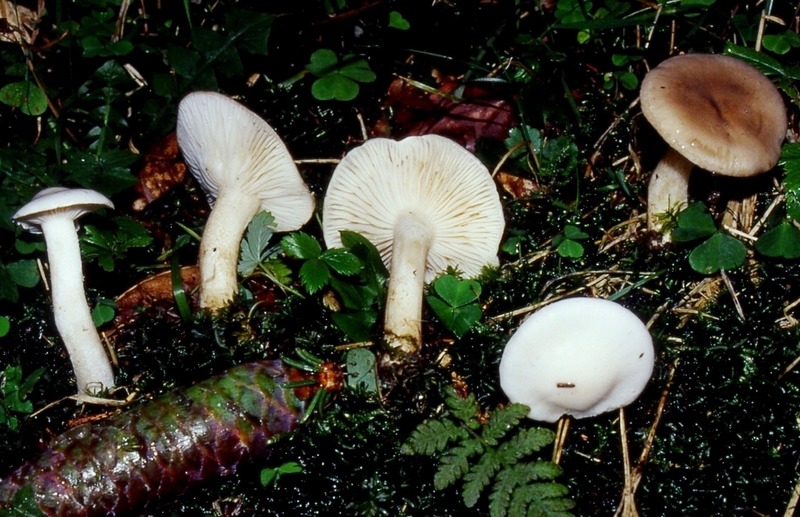 Hygrophorus da determinare
